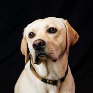 Headshot of Ozzie the Dog