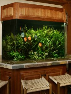 Dennis Residential Amazon Tank Aquarium