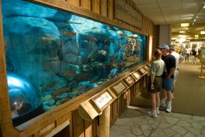 The tank at LL Bean in Freeport, Maine